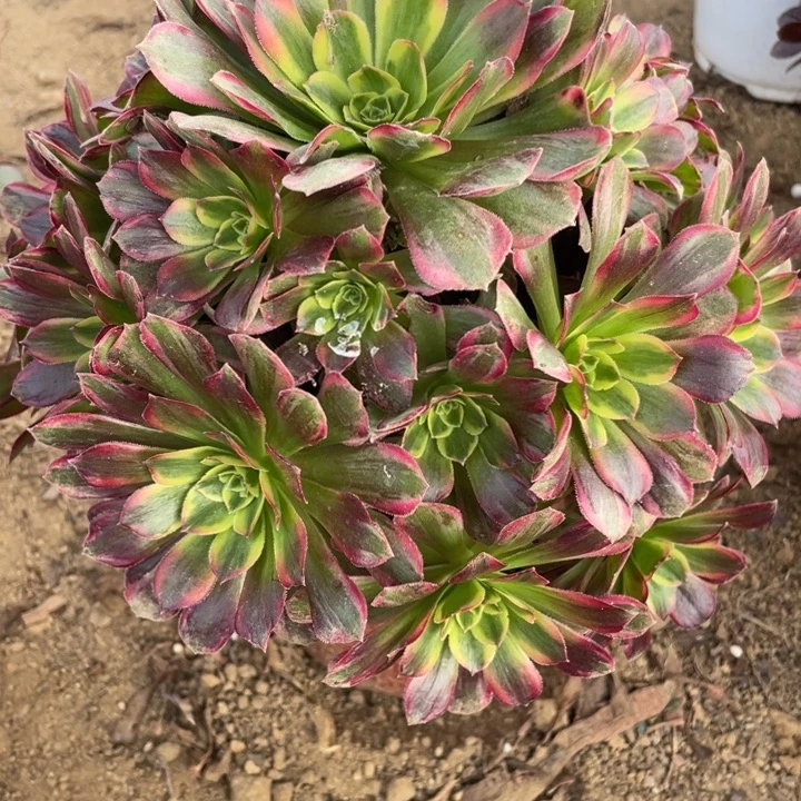 无花朵005多肉植物安娜