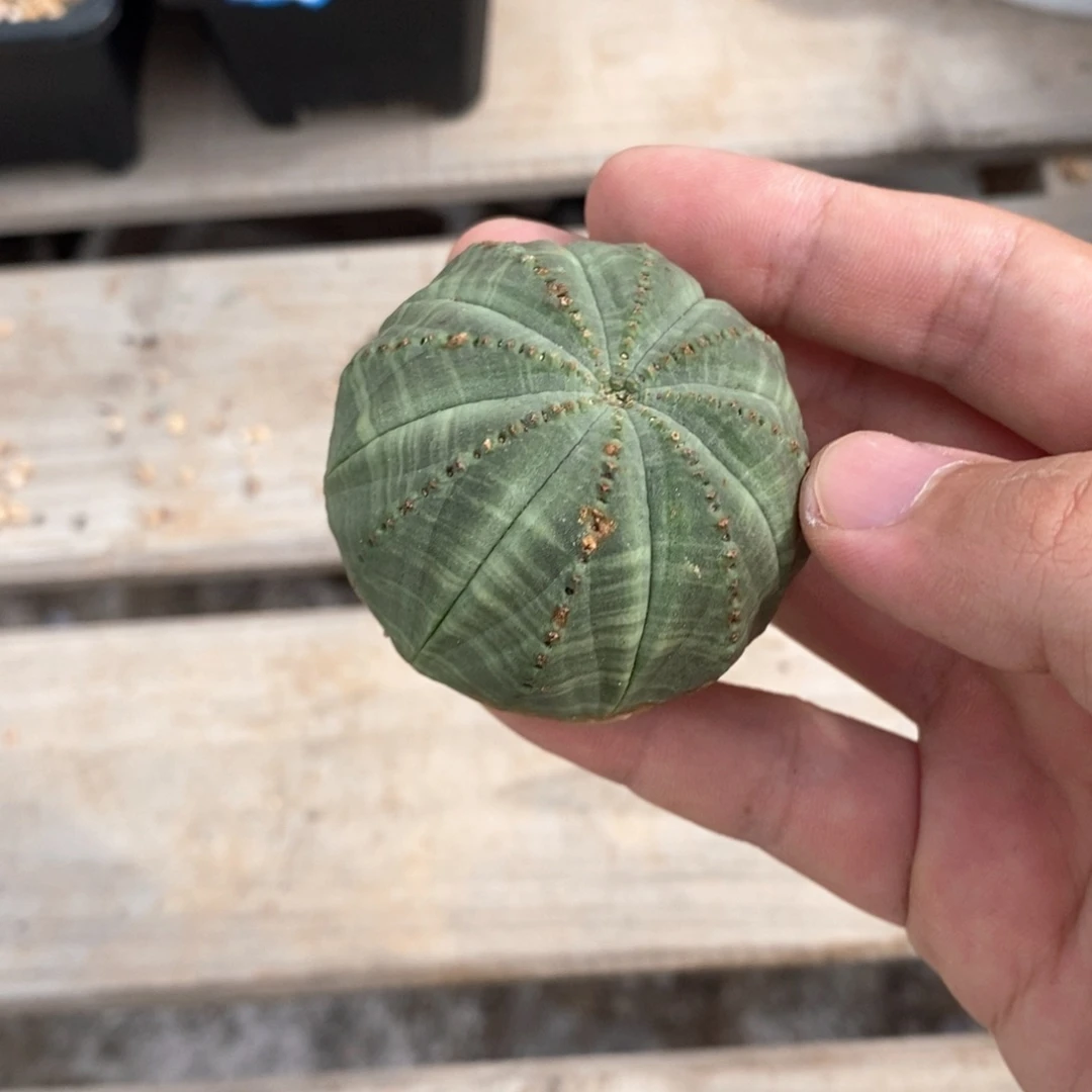 用***1欧系实生布纹球多肉植物