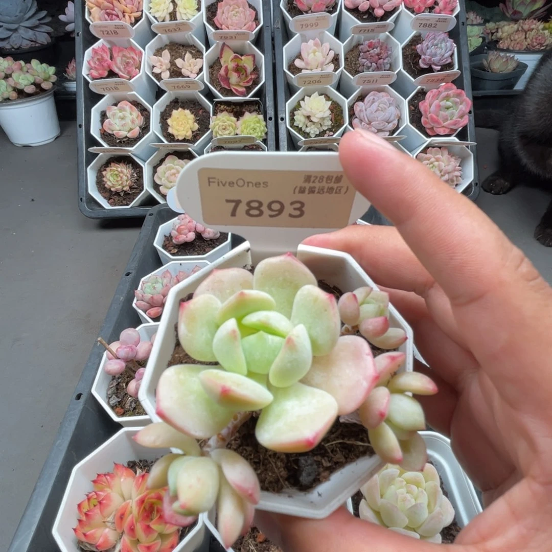 7893香草 5.0厘米
