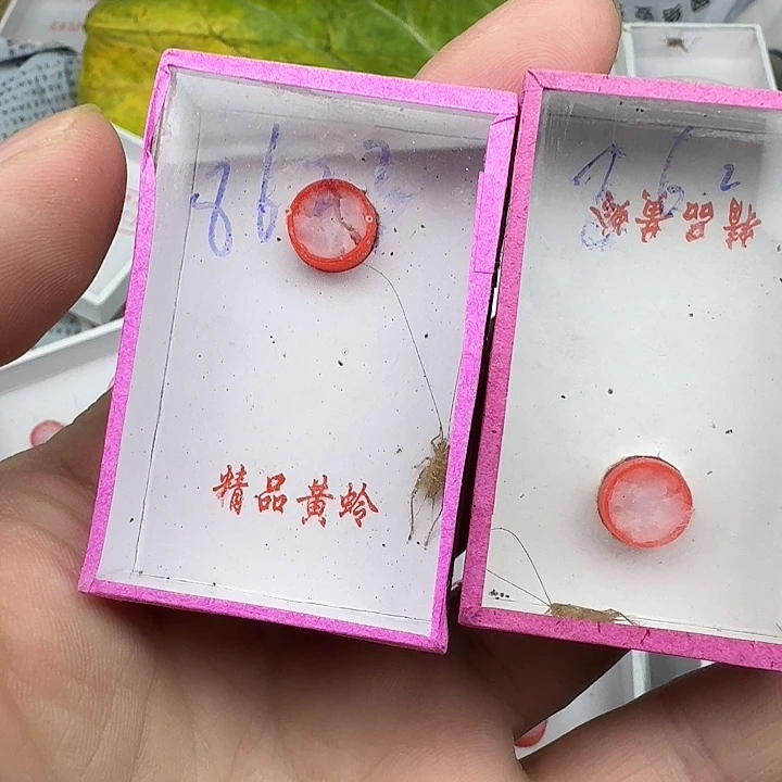 冰***火蟋蟀11111111111111