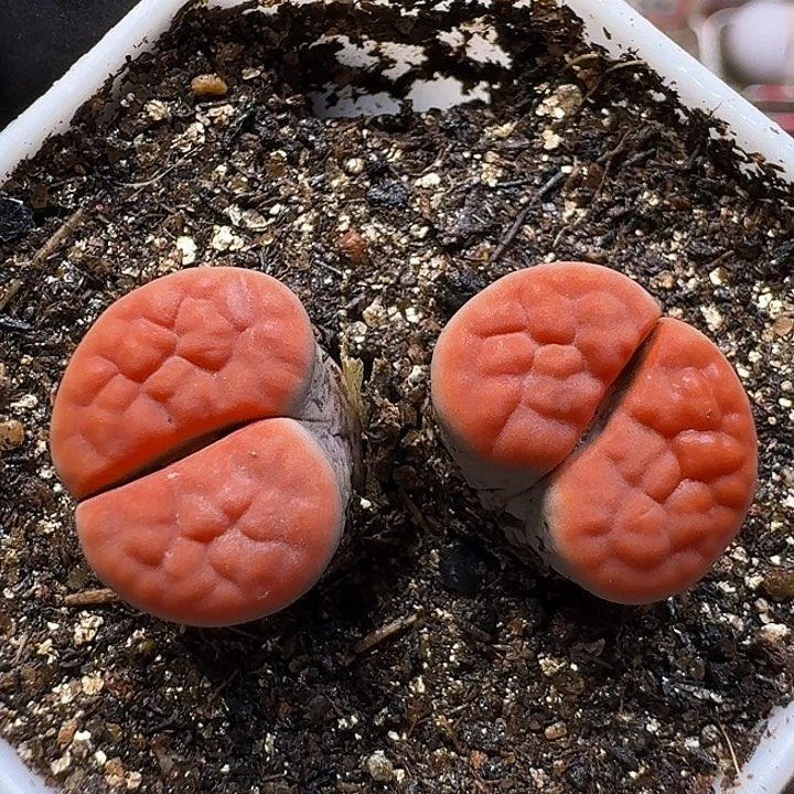 柒***二生石花111111。 57