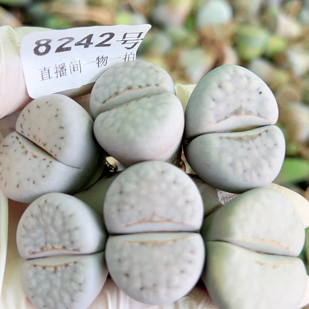 8242 好养易活生石花大母本6个2.5-3cm