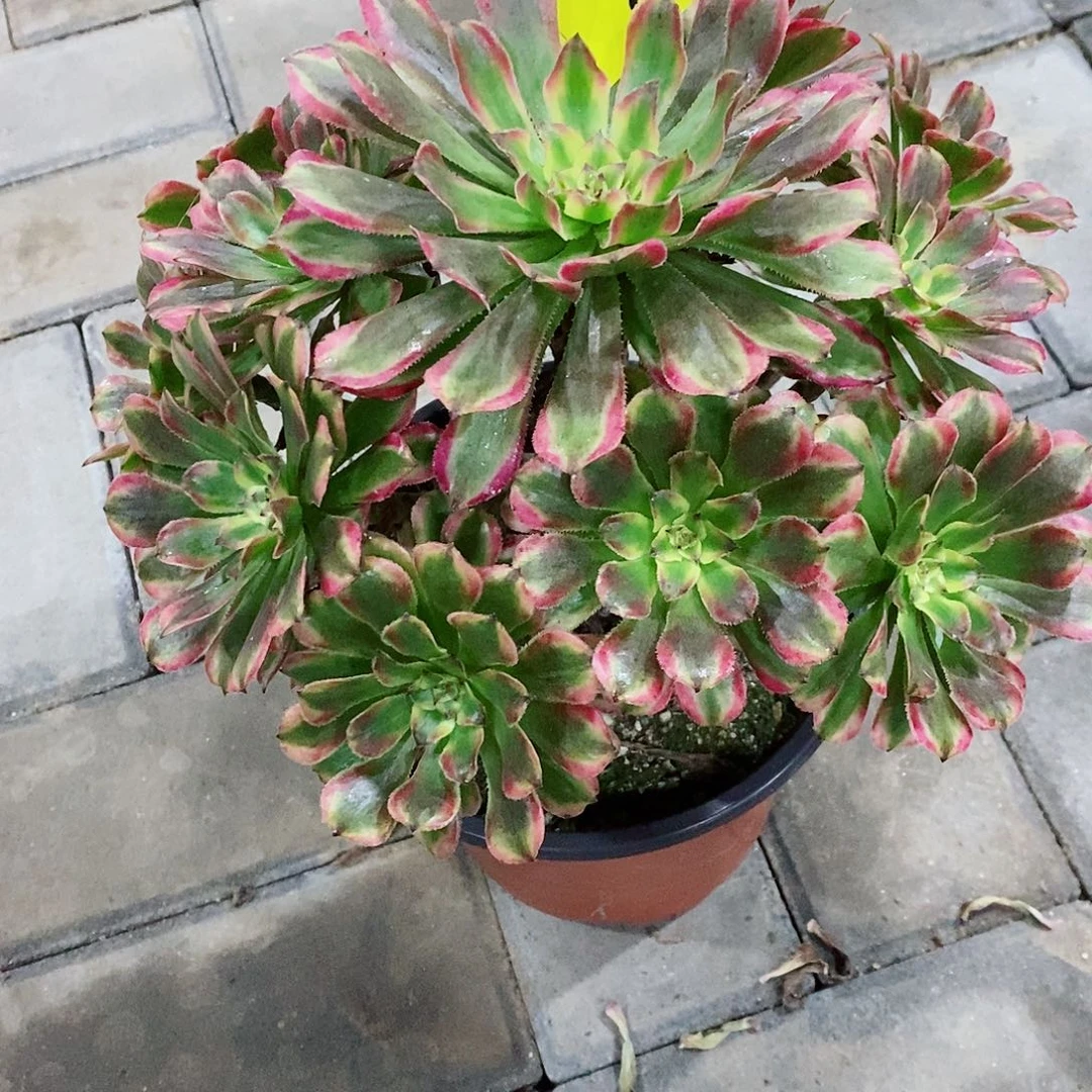 夕颜446   冠幅26