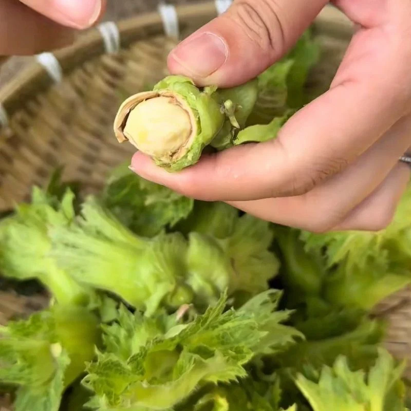 基地直发青皮榛子拍三斤送二斤 到手五斤