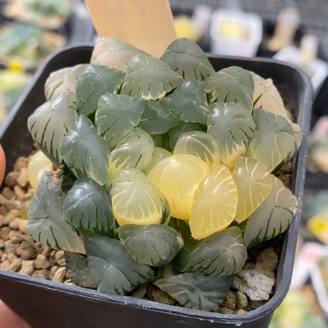 44号实生玉露锦湖水