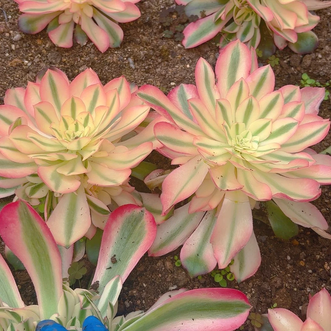 香妃全锦多肉植物两颗