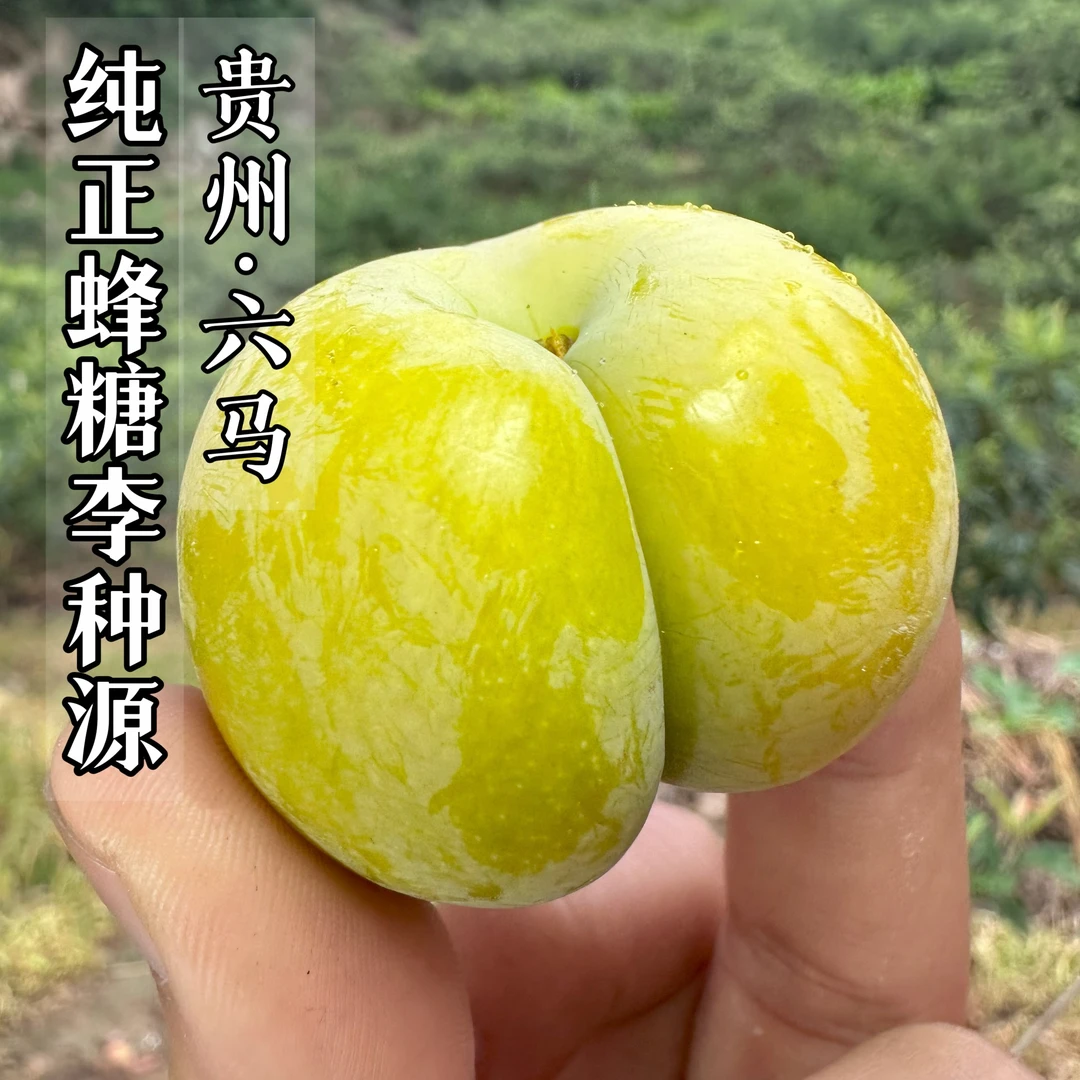 贵州六马蜂糖李子树李子苗正宗蜂糖李现挖现发裸根保湿品种保证