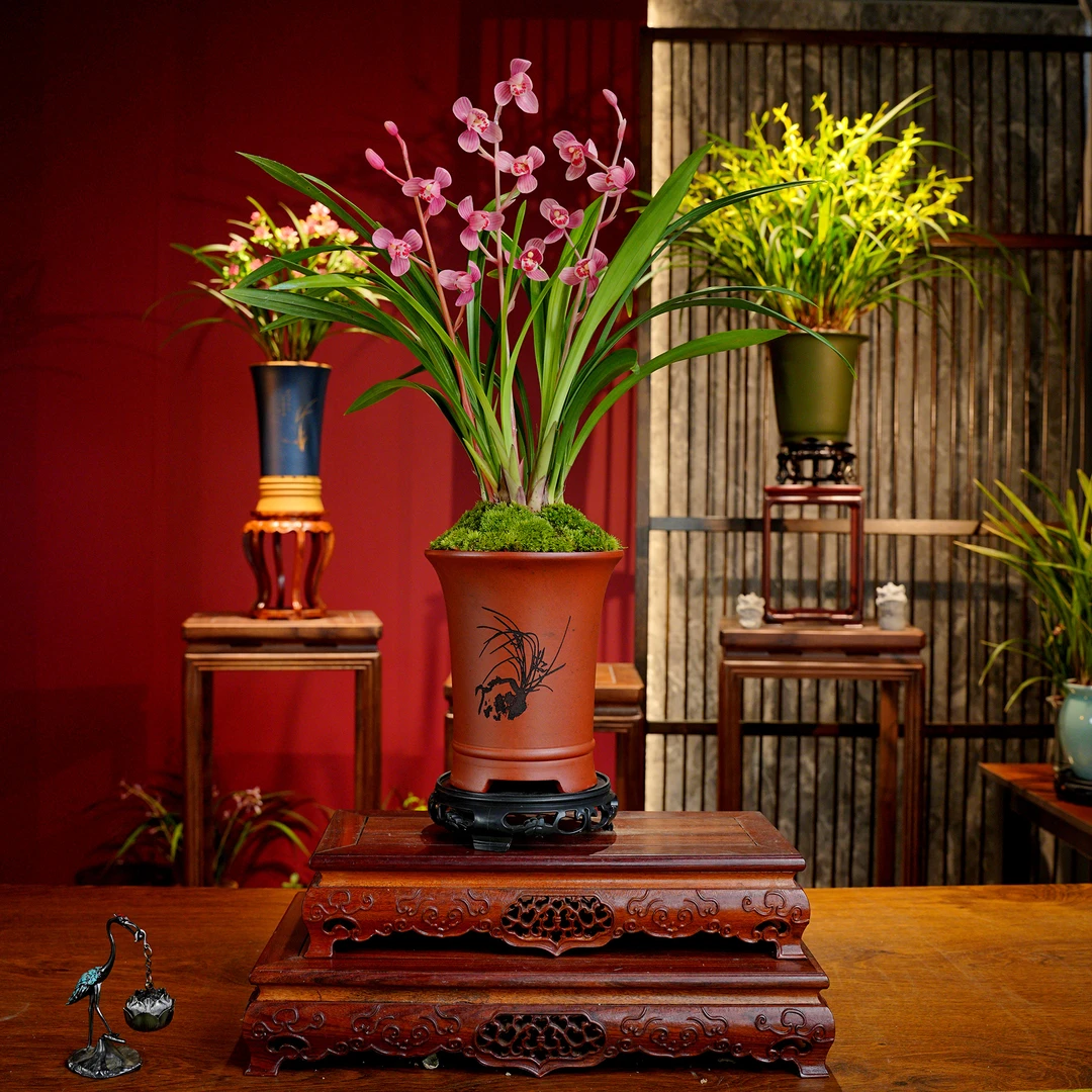 叶艺草铭品【红荷】名贵兰花 带宜兴紫砂盆 室内好养易活