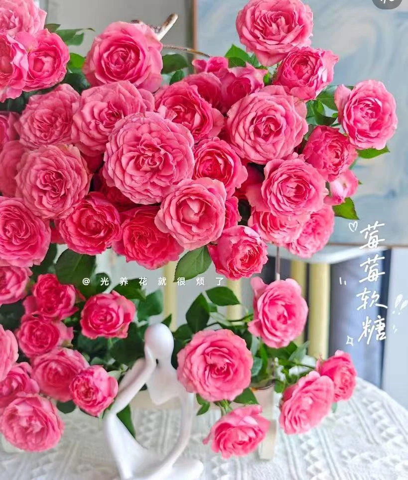 小羊【莓莓软糖】多头玫瑰 基地玫瑰 | 单品任意两单升级快递