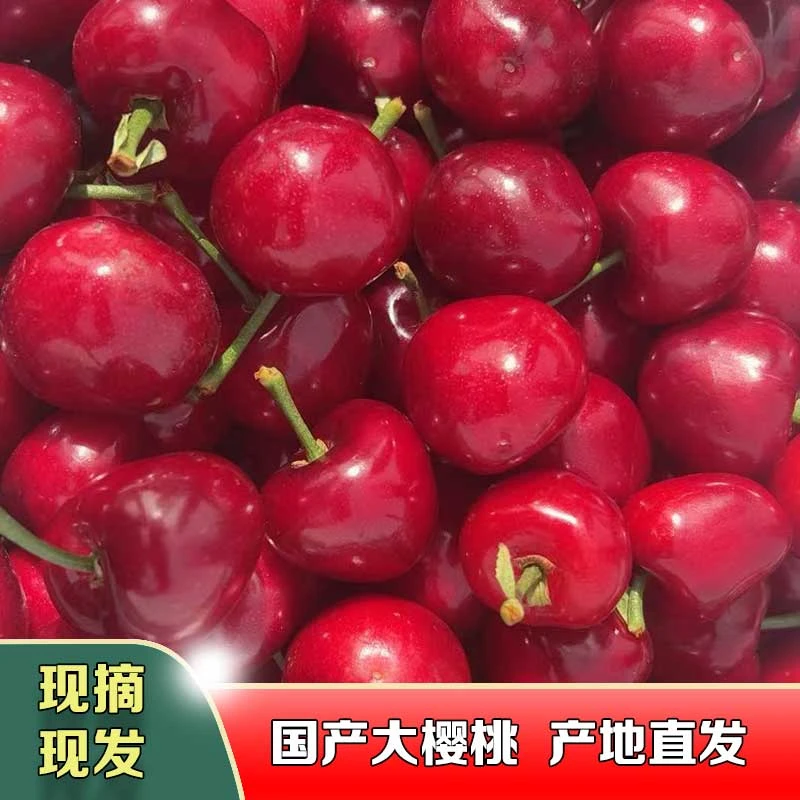 〔EMS空运〕国产樱桃新鲜采摘空运包邮脆甜爆汁产地直发