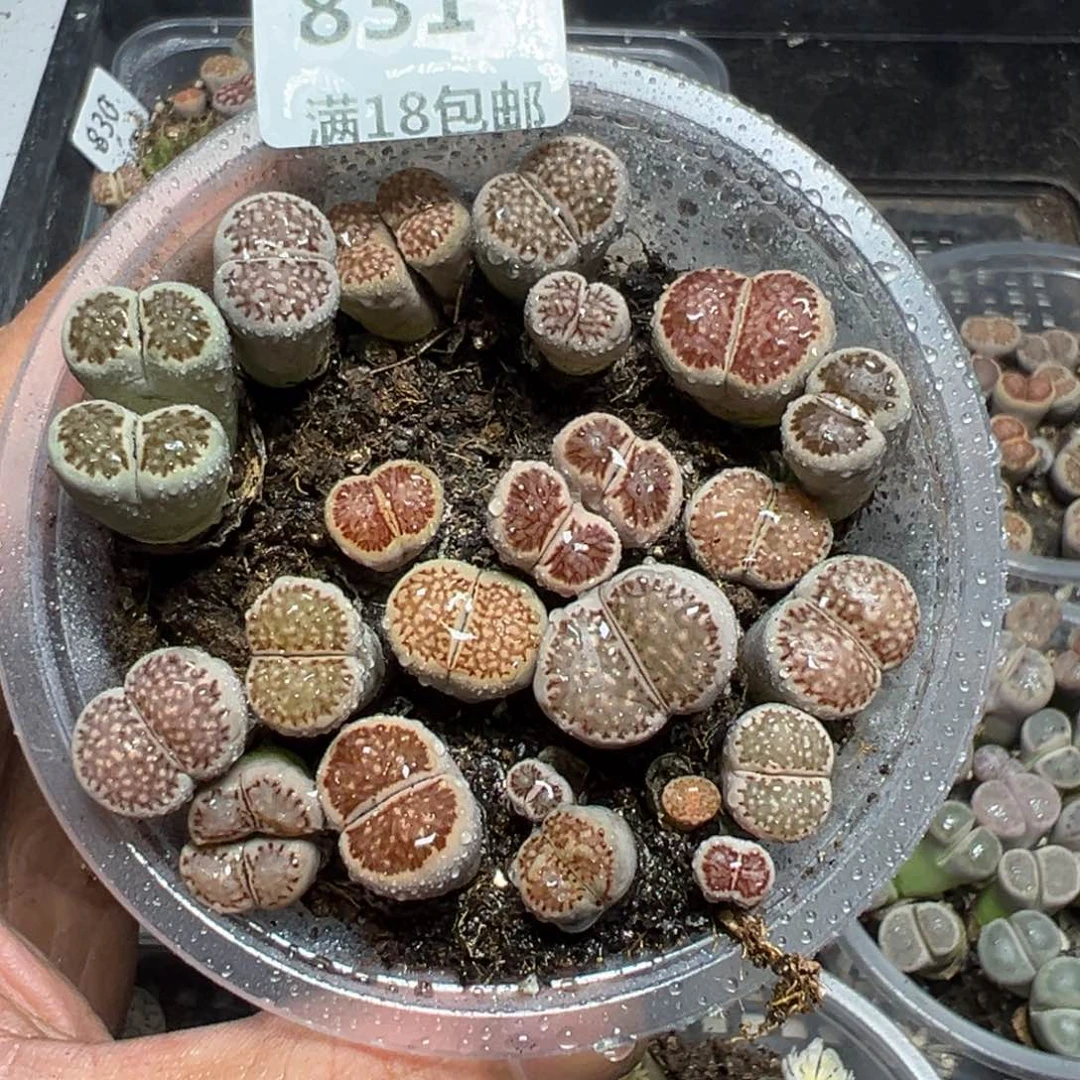 【闪购商品】 831。