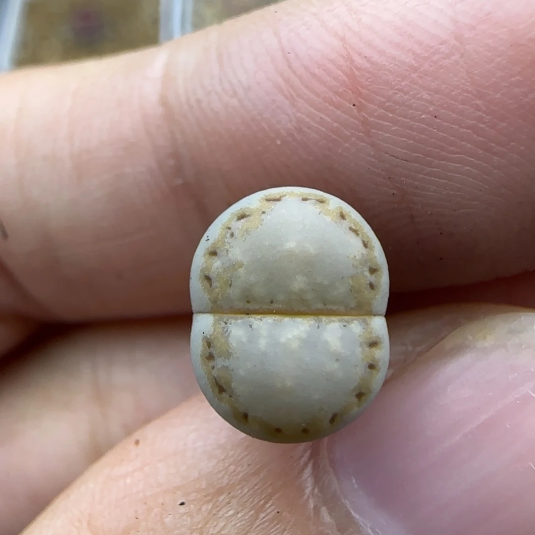 66二蜕饼干清框福利30包邮