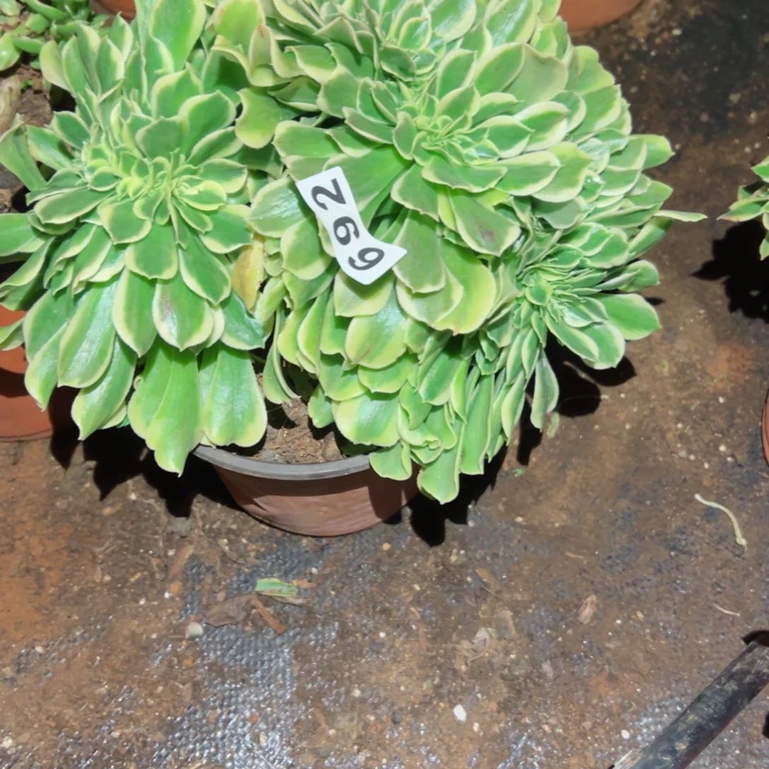 692 号多肉植物法师新年福利