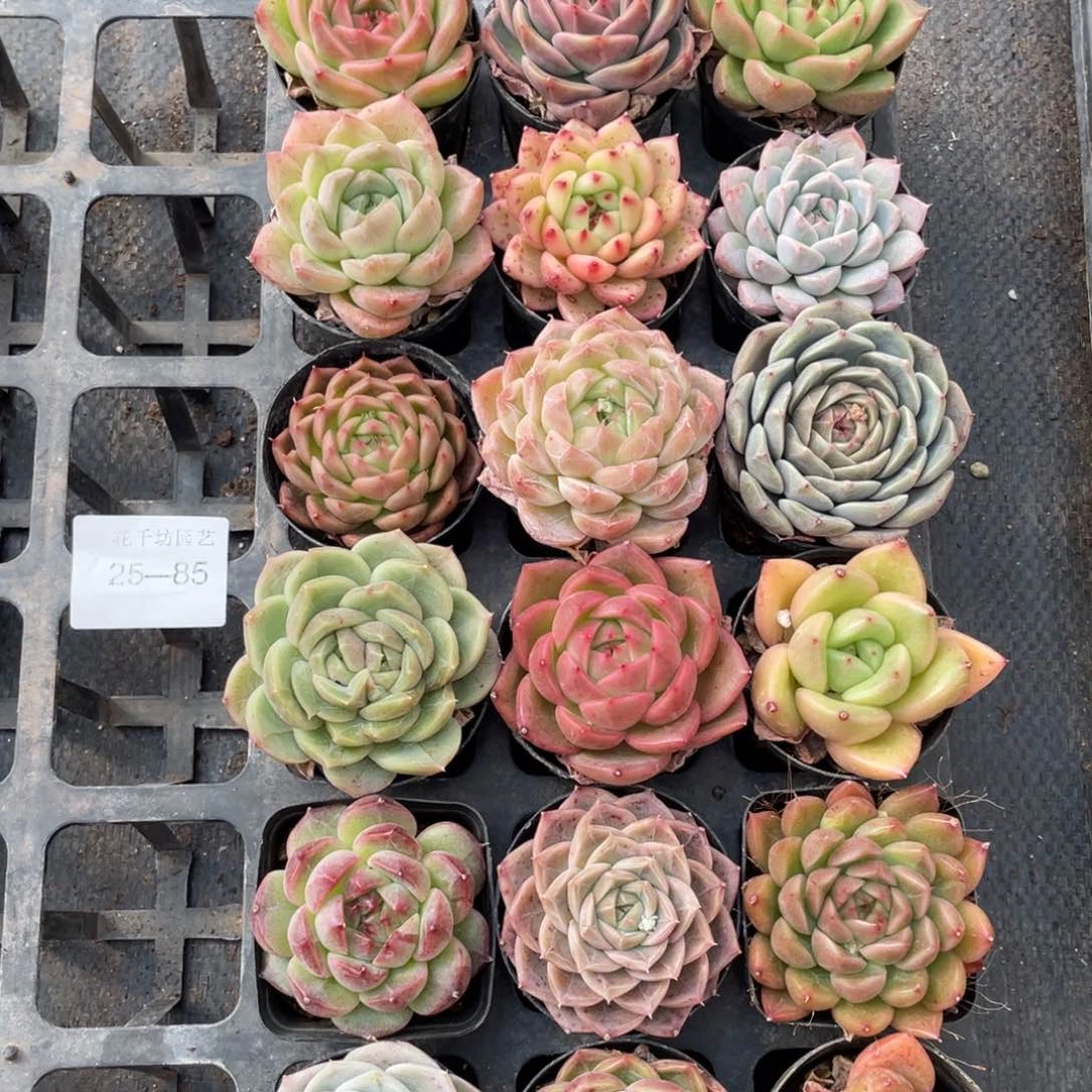 一物一拍18棵25-85