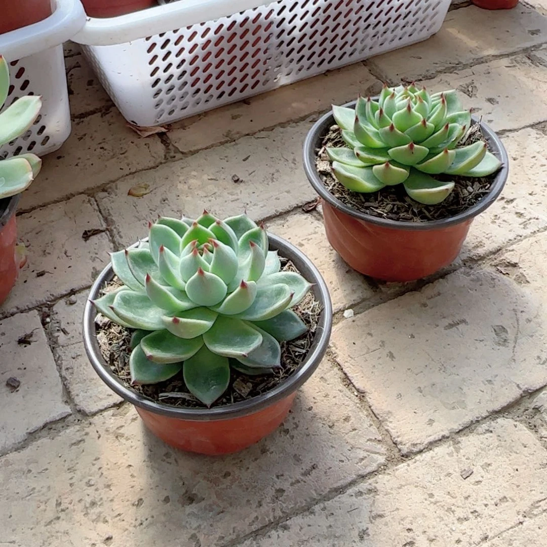 无花朵蓝龙大单头