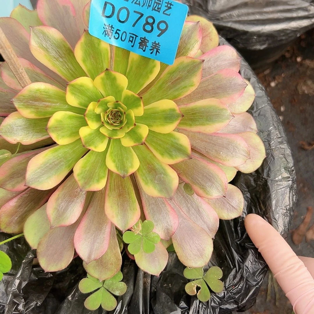 多肉植物多肉植物789