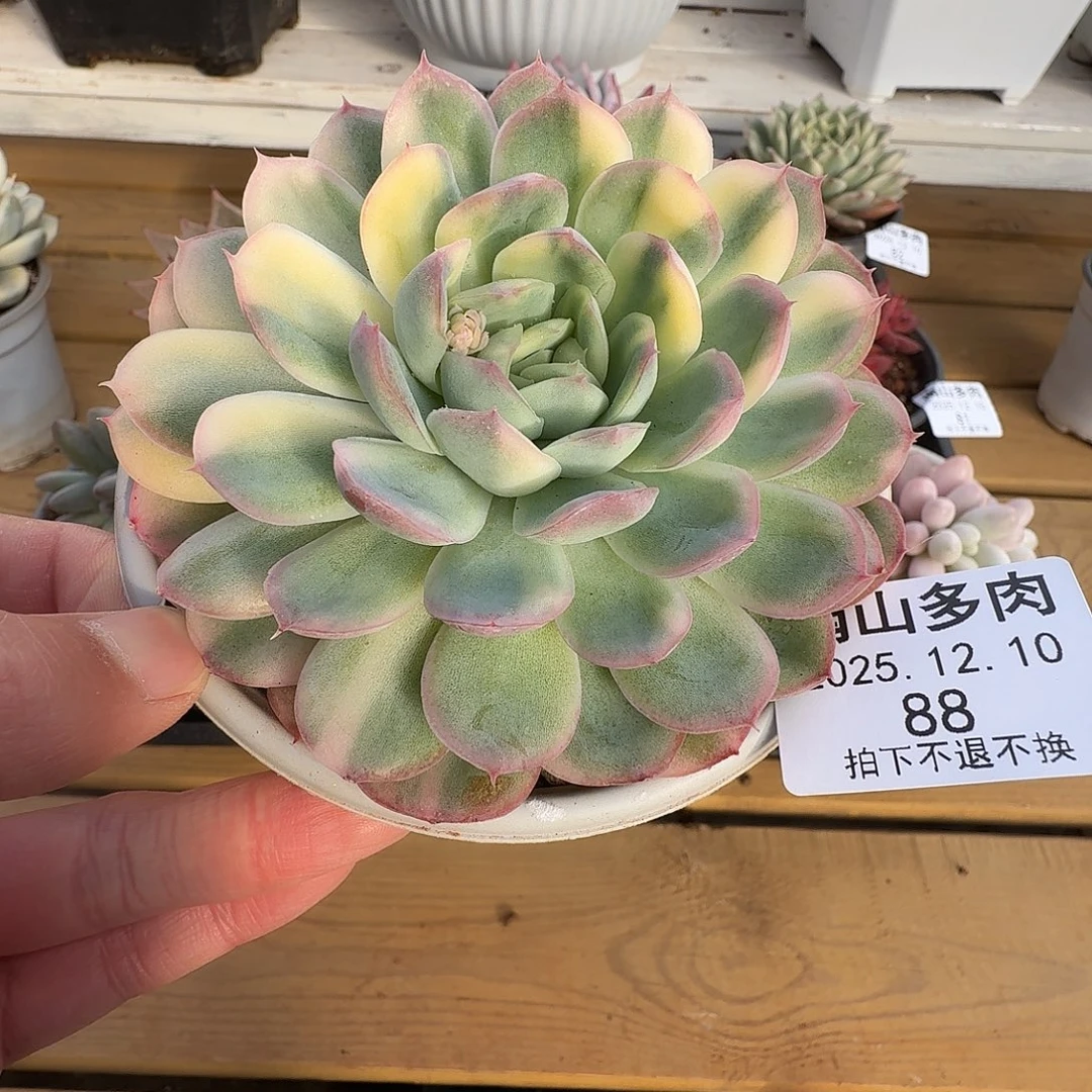 草莓冰11111210-88