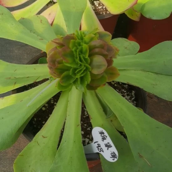 糖果锦带嫁木发货