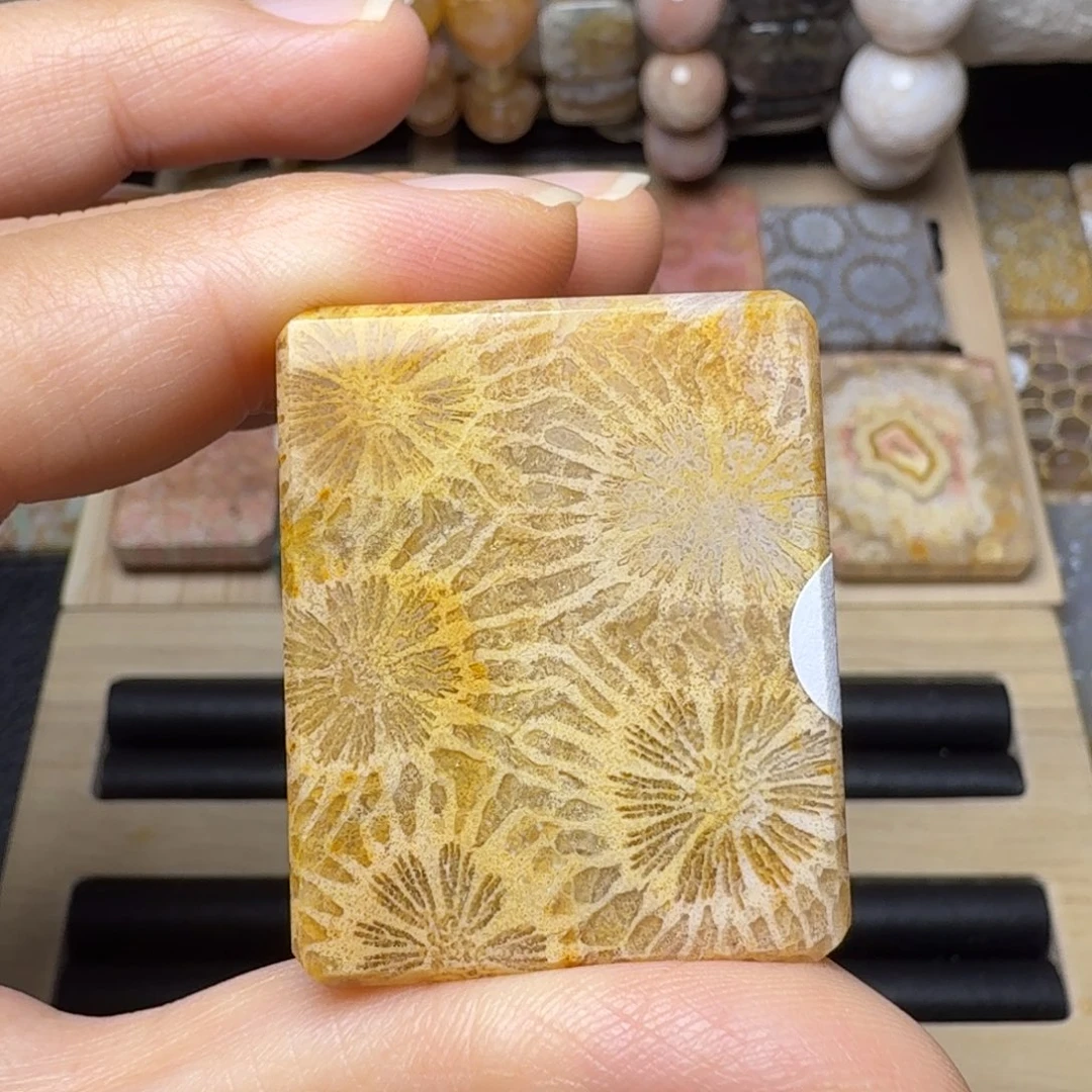 硅化玉未镶嵌玉透 清晰大雏菊，可盘