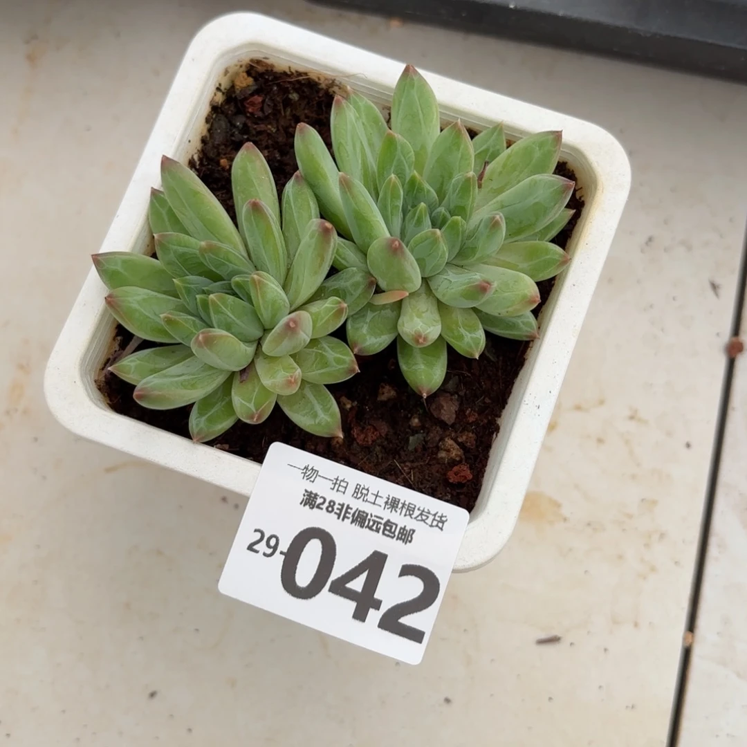 青花瓷老桩多肉多肉