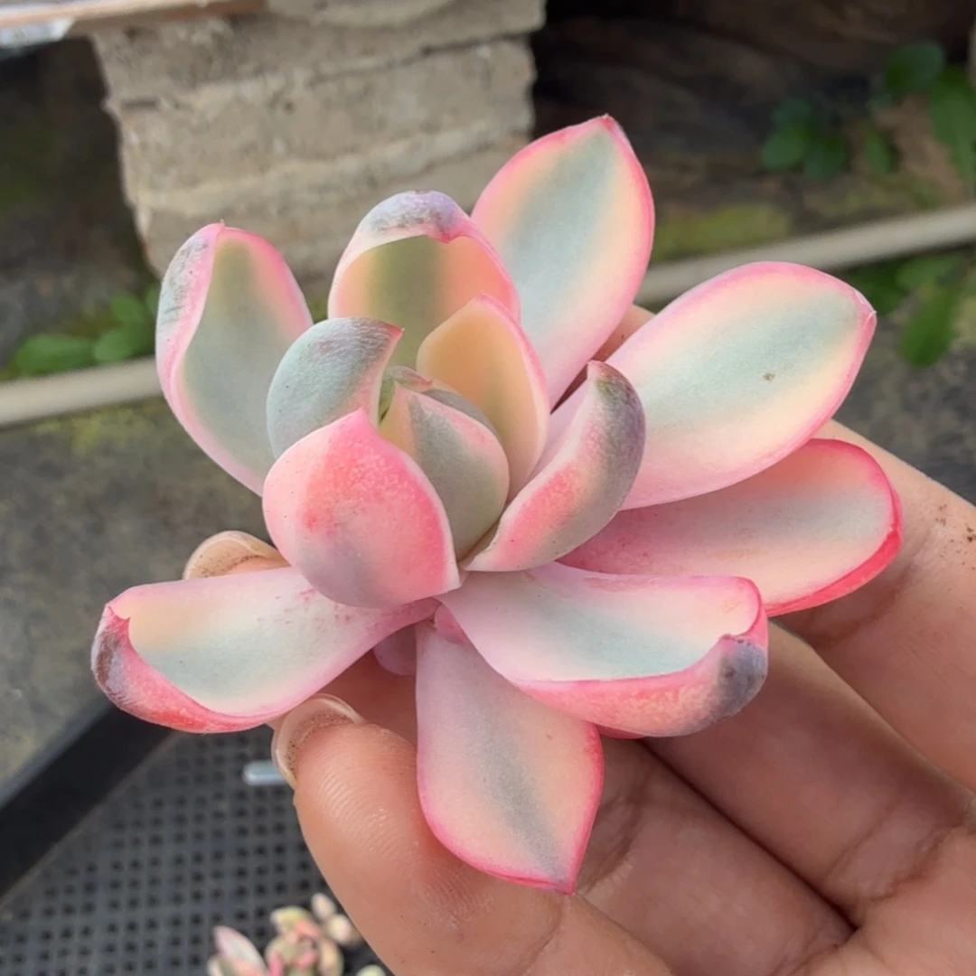 赫拉锦腹欧你锦一刻的锦