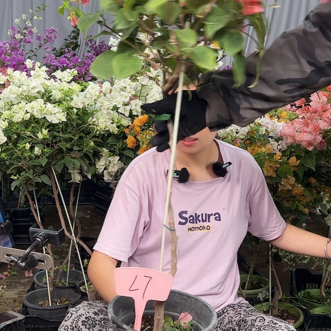 玩***艺大部分花苞少量开放L7不甜