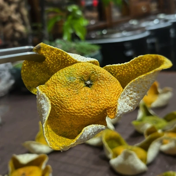 （塞口围 老树）2025年新会梅江13年老树圈枝二红