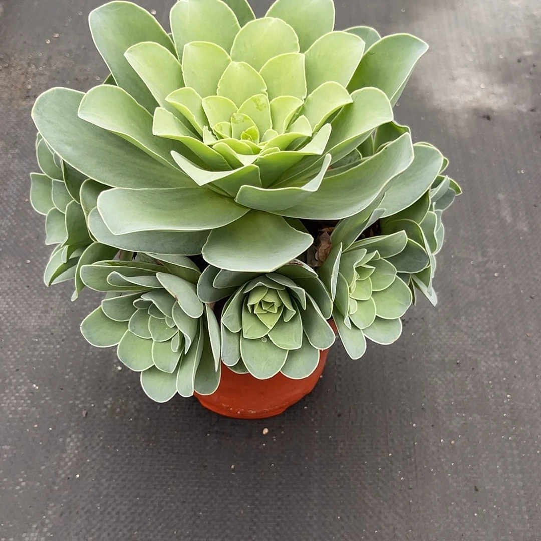 山地玫瑰一物一拍带盆发1号