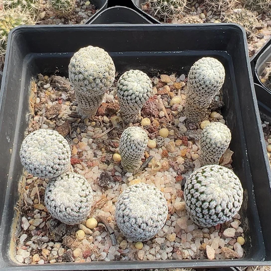 6287 整盆清货 满 39 包邮非偏远地区
