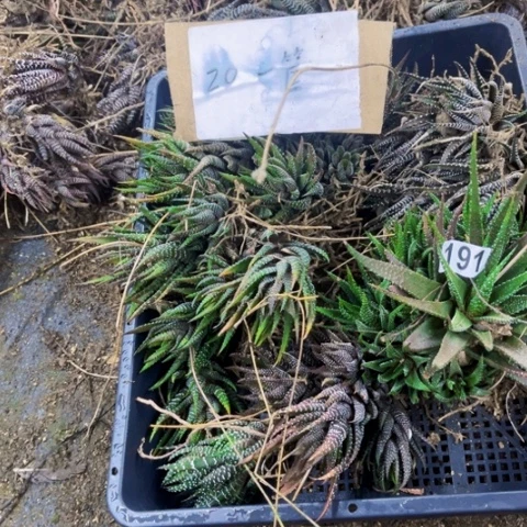 191硬叶一筐如图东北不拍货