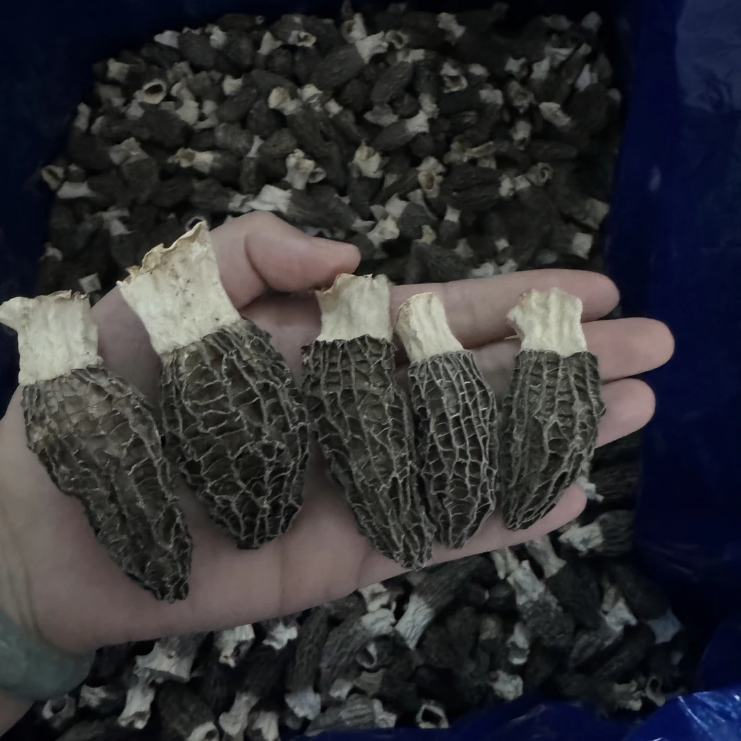 新货头茬厚肉4-6精品六妹种植羊肚菌头茬羊肚菌干货山珍羊肚菌