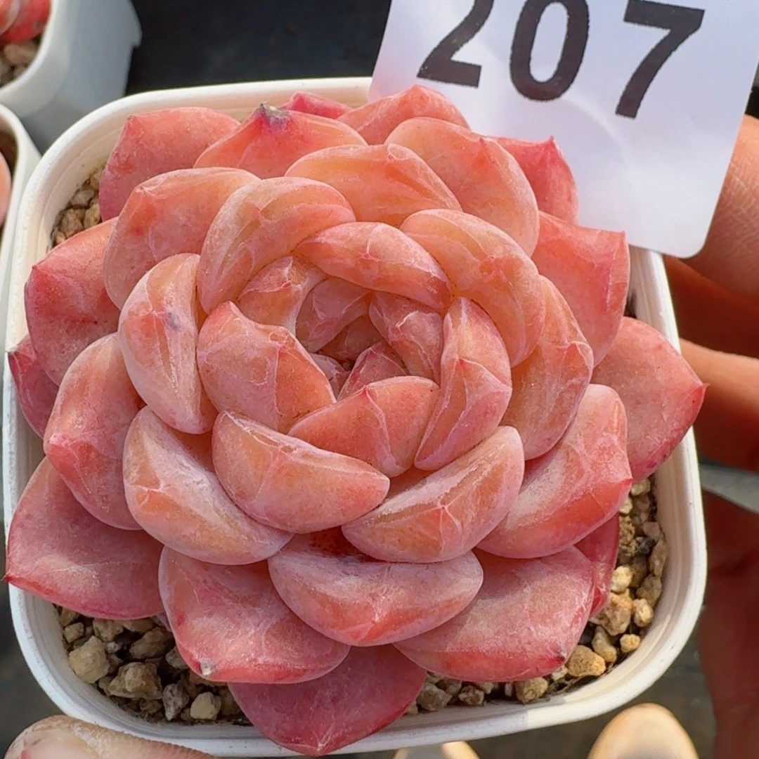 冰魄         多肉植物