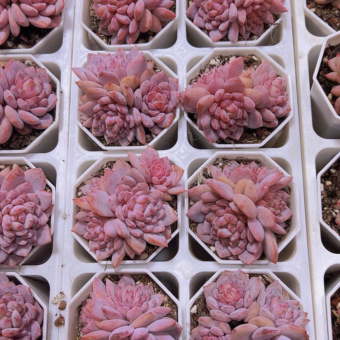 大玉芙蓉群生19包邮
