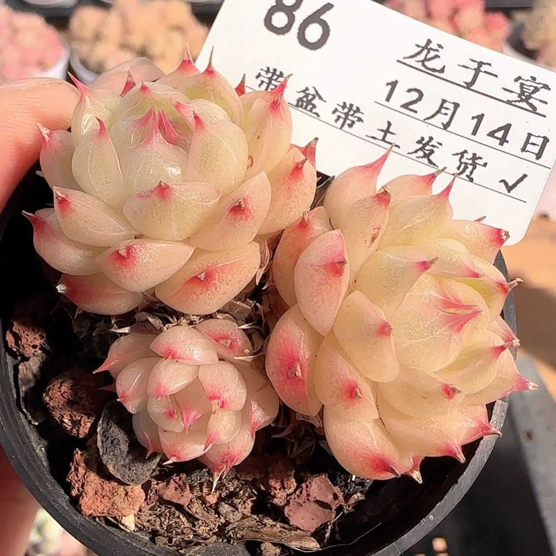 多肉1214-86包子麦秆