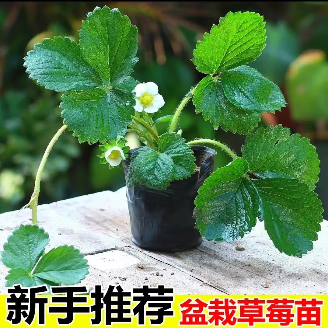 【6棵包邮】四季奶油草莓苗盆栽草莓苗阳台新手种植南北方当年结果