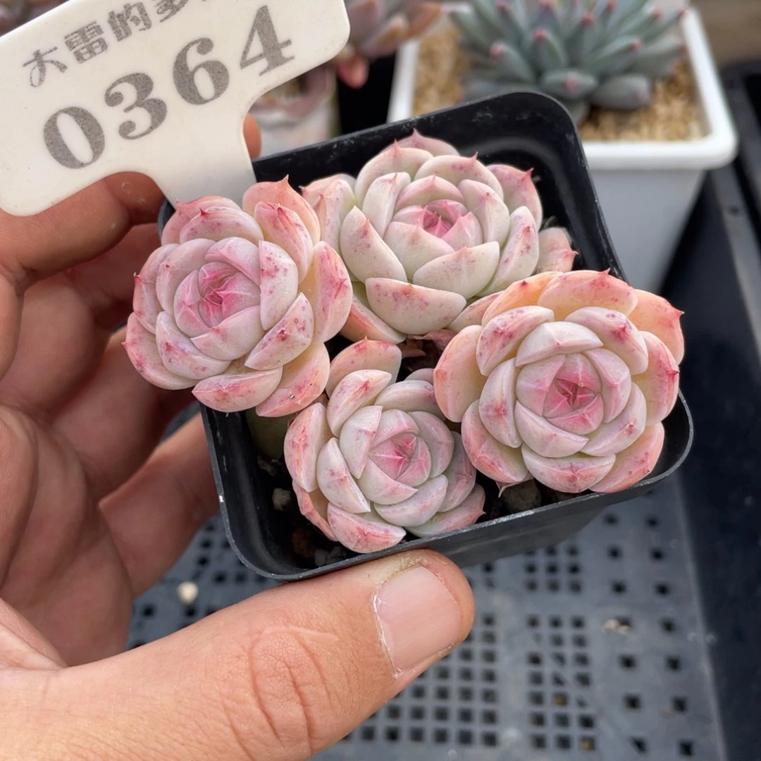 0364白芷不带盆8厘米