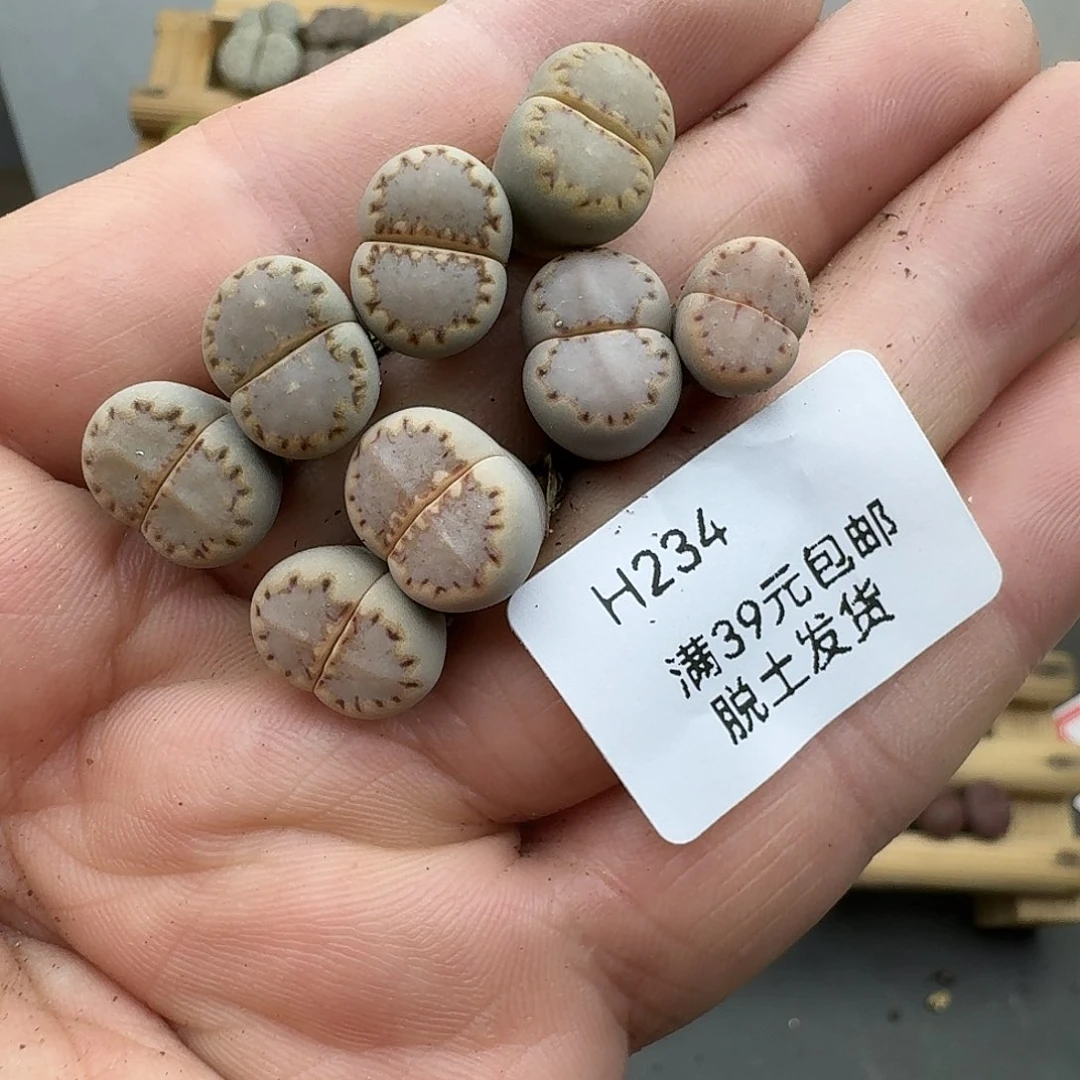 惊***234多肉哈哈哈哈哈哈哈