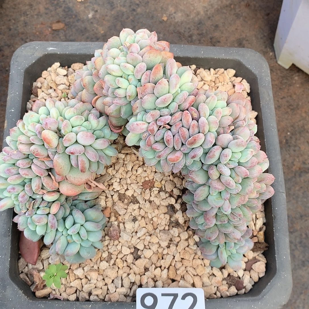 972香香雪缀一物一拍多肉