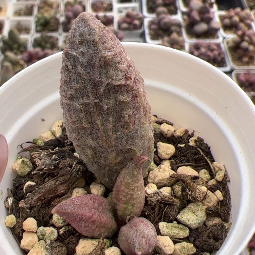 融化纹冰激凌多肉植物水泡