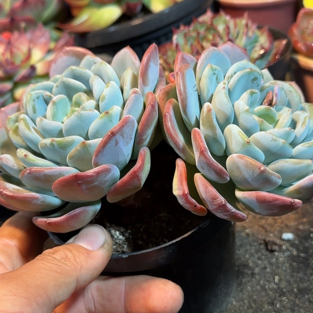 奥城一物一拍包装收缩花旱