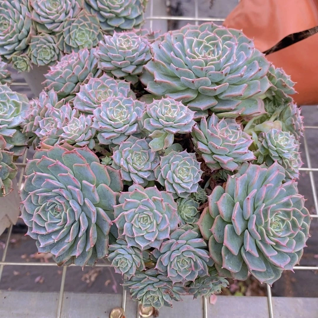 海宾格瑞多头群生带盆土