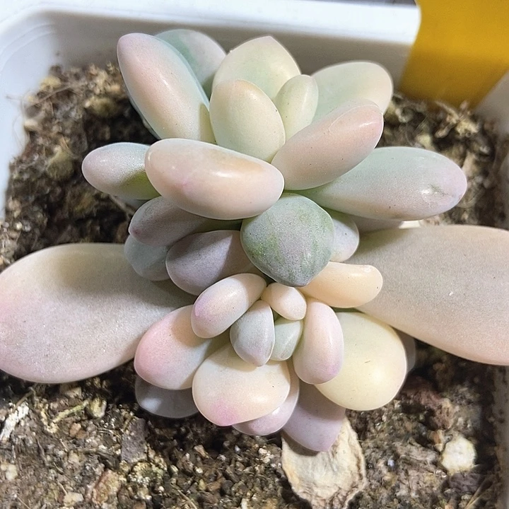 多肉植物洛神锦633