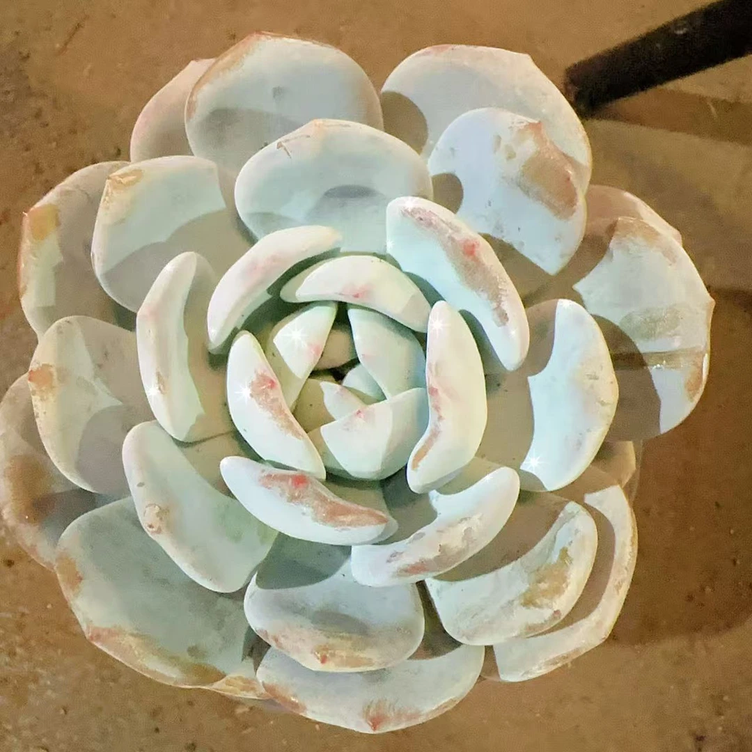 【奶盖】  多肉植物    新手好养    基地直发适合阳台庭院养护绿