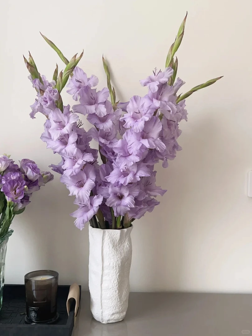 （曼曼）紫色剑兰1扎 含2支不售后防损鲜花任意2单包邮