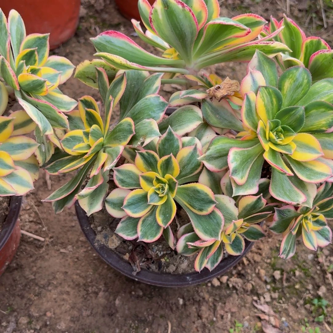 644多肉植物捧花的