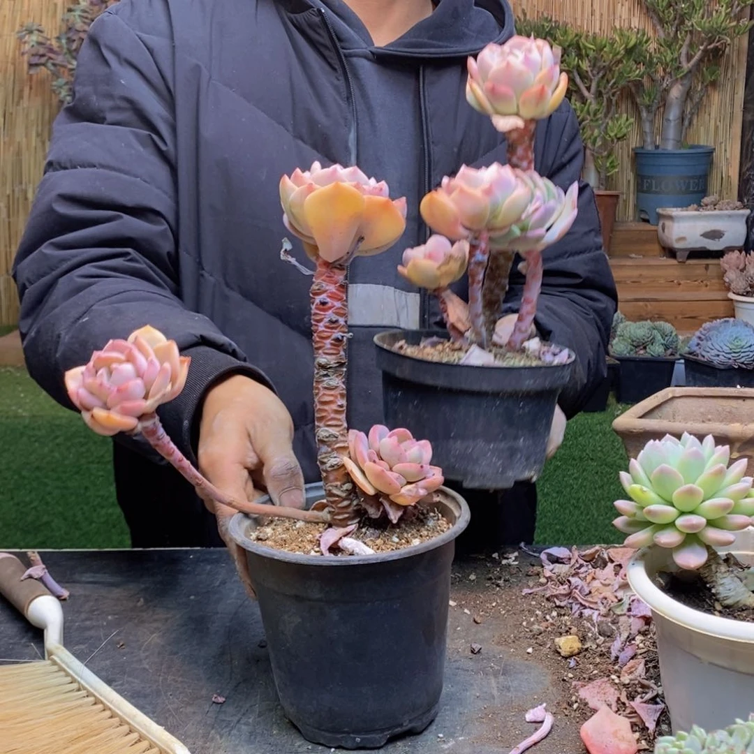 浅**然D284 号白月光