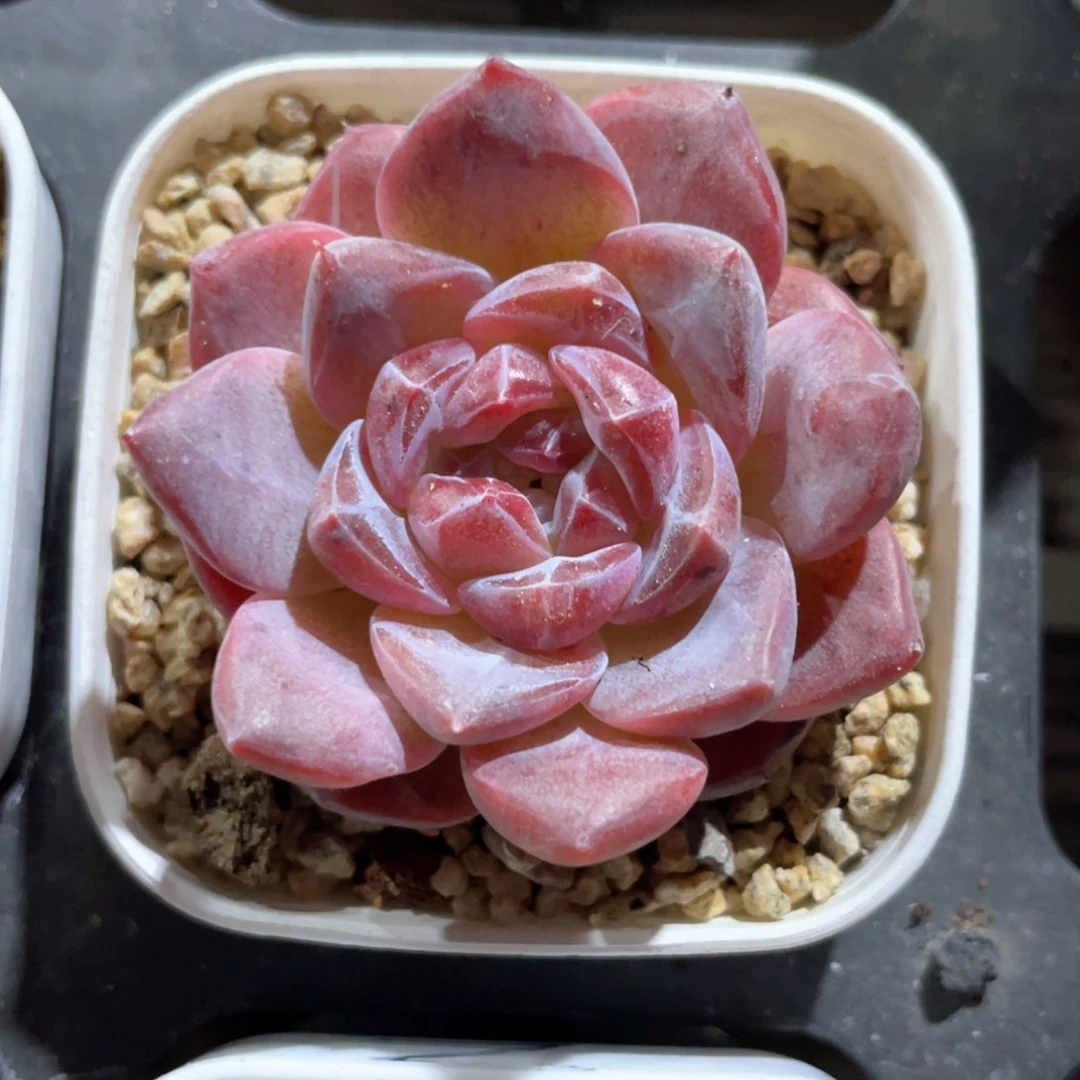 优选琥珀珍妮857