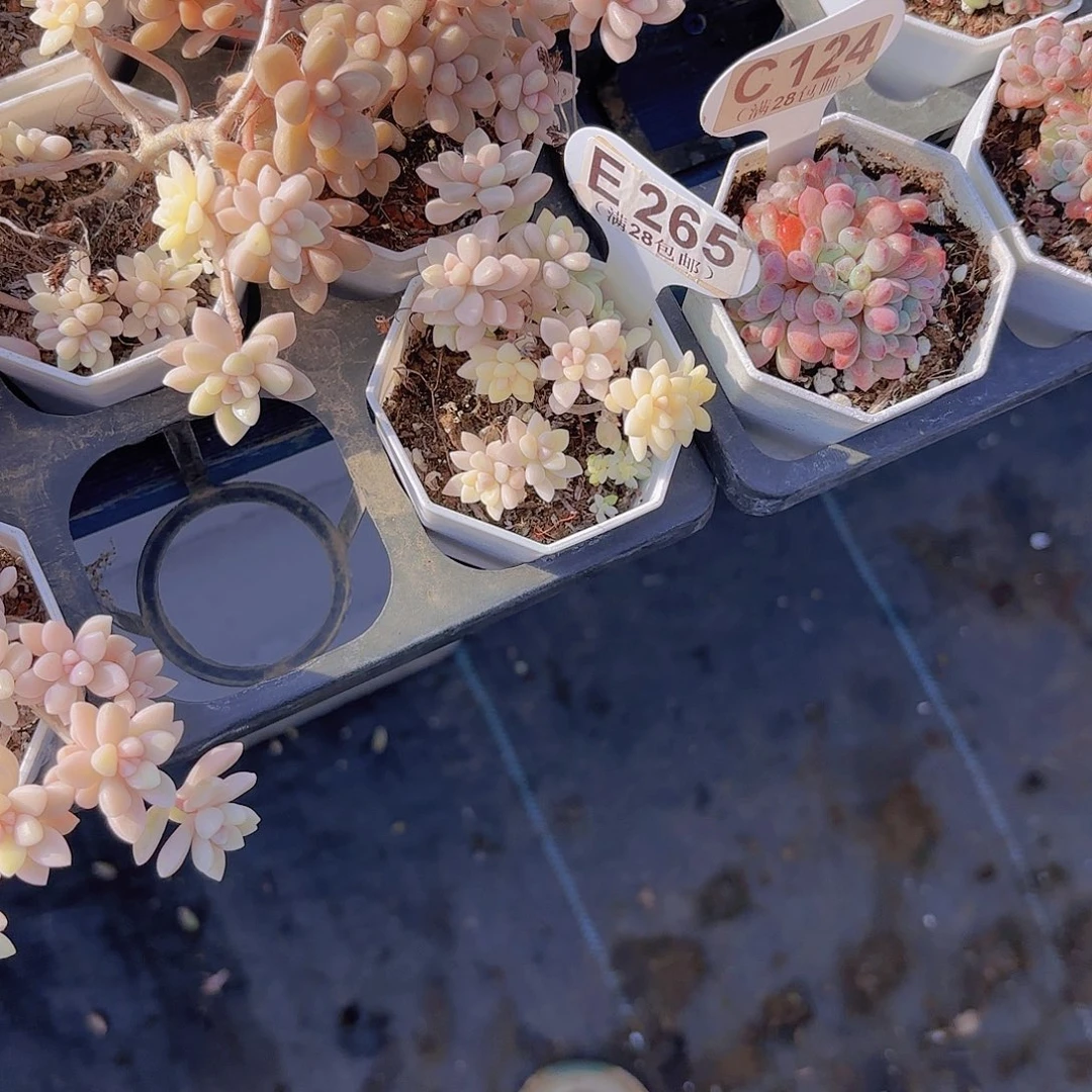 小****E265姬秋丽锦一物一拍