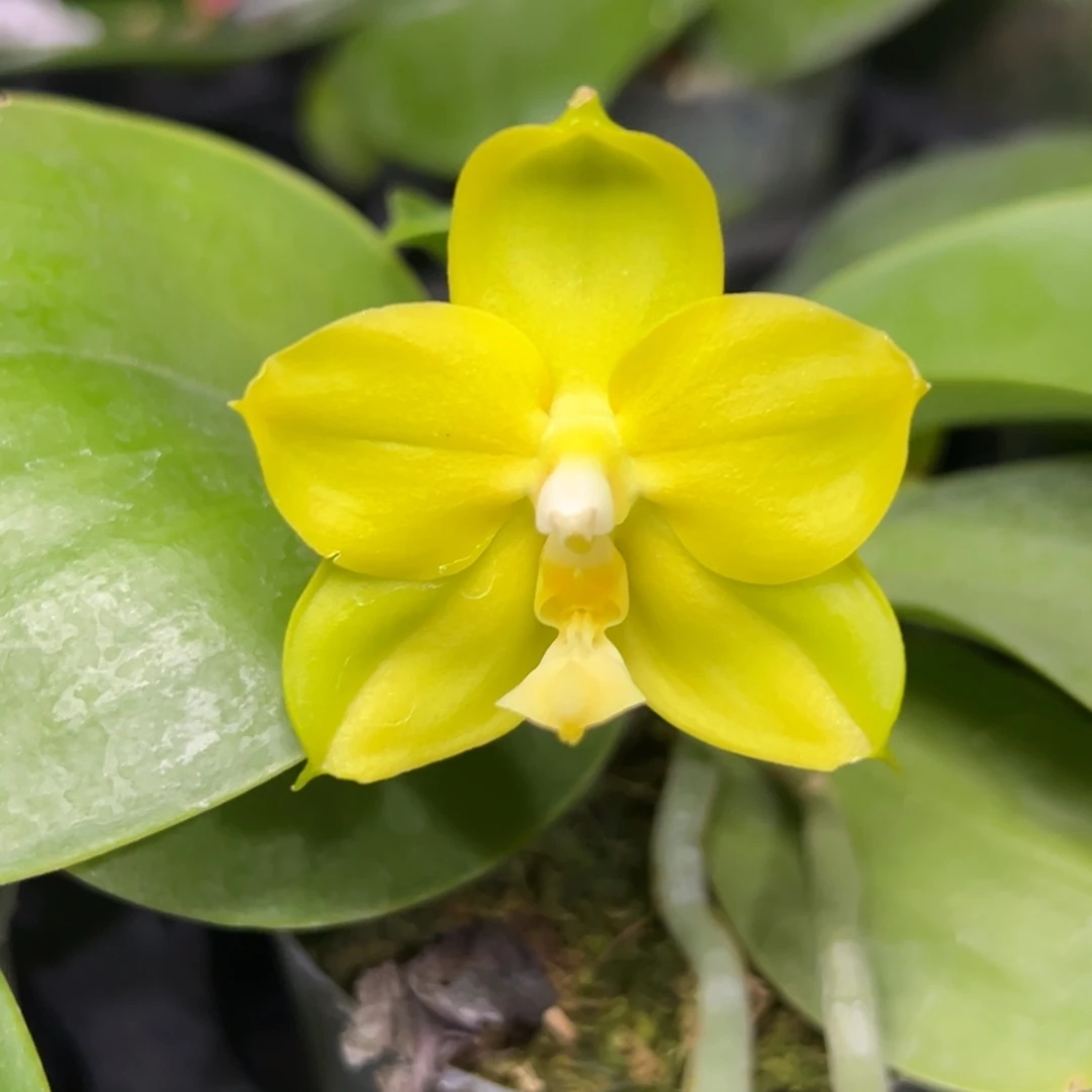 完全开放l535n6503