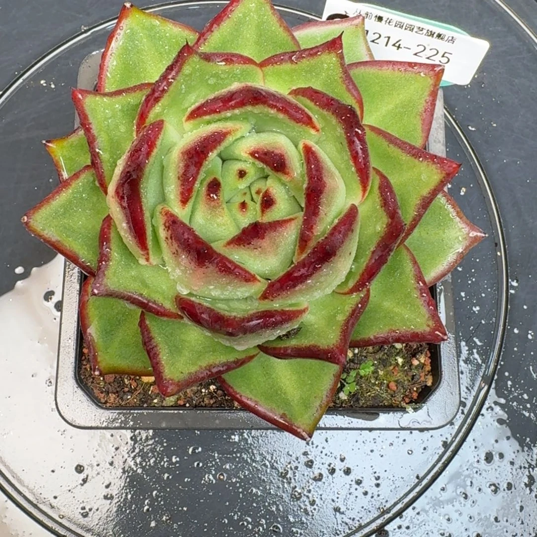 从前慢多肉精选编号1214.225